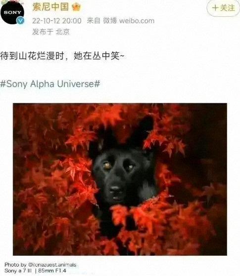 因涉嫌侮辱邱少云，日本科技巨頭被禁言！