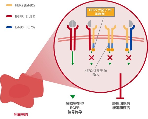 圖1 HER2 外顯子 20 抑制劑的作用機(jī)制