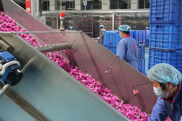 平陰玫瑰生產(chǎn)企業(yè)通過云洲振動(dòng)篩傳感器檢測鋪花厚度